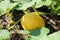 Yellow pumpkin grows outdoors in the sun