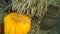 Yellow pumpkin on hay bale near wooden barrel with ears of wheat. Autumn decor. Fall background. Rich harvest. Thanksgiving day. V