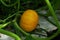 Yellow pumpkin lies on a litter from decay in the garden bed in summer