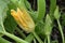 Yellow Pumpkin Squash Blossom