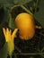 A yellow pumpkin surrounded by its leaves and flower