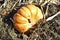 Yellow pumpkin thrown into the compost pit in autumn