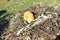 Yellow pumpkin thrown into the compost pit in autumn