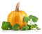 Yellow pumpkin vegetable with green leaves