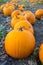 Yellow pumpkins