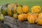 Yellow Pumpkins in a Garden, Czech Republic, Europe