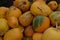 Yellow pumpkins. Harvesting. Autumn day. Preparing for the Halloween. Nature. Cucurbita