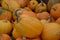 Yellow pumpkins. Harvesting. Autumn day. Preparing for the Halloween. Nature. Cucurbita