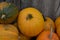 Yellow pumpkins. Harvesting. Autumn day. Preparing for the Halloween. Nature. Cucurbita