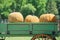 Yellow pumpkins on rickshaw at countryside whit green trees background.