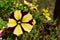 Yellow and Purple burst of color with a petunia flower bloom