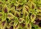 Yellow and purple color leaves of Coleus `Gay`s Delight` plant