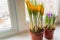 Yellow and purple crocuses in plastic pot on window sill. Spring flowers, domestic gardening