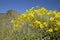 Yellow and purple desert flowers