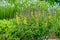 Yellow and purple flowers of a False Indigo plant blooming in a fresh spring garden