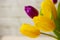 Yellow and purple fresh tulips close up, copy space card