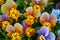 Yellow-purple garden pansies spring bedding in detail