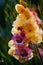 Yellow and purple gladiolus close-up with dark background. The idea of â€‹â€‹designing cards with flowers.