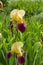 Yellow and purple iris in full bloom
