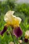 Yellow and purple iris in full bloom