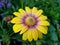 Yellow and purple Osteospermum `Blushing Beauty` at full bloom
