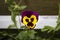 Yellow and purple Pansie