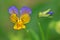 Yellow purple pansy flower
