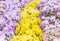 Yellow and purple pansy flowers field background.