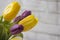 Yellow and purple raw fresh tulips with stem close up, copy space card