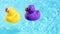 A yellow and purple rubber duck drift relaxed in the pool