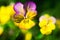Yellow and purple tricolor viola flower. Pansy. macro.