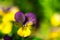 Yellow and purple tricolor viola flower. Pansy. macro