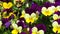 Yellow and purple violets. Beautiful viola pansy flower in spring in garden park.