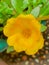 The yellow purslane ornamental plant is so charming