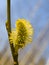 Yellow pussywillow