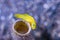 Yellow Pygmy-goby Lubricogobius exiguus