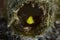 Yellow Pygmy-goby Lubricogobius exiguus Philippines