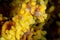 yellow pygmy seahorse, barbiganti