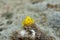 Yellow Pygmygoby Lubricogobius exiguus