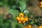 Yellow pyracantha fruits