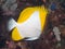 Yellow Pyramid Butterflyfish