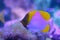 Yellow pyramid butterflyfish in an aquarium