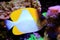 Yellow Pyramid Butterflyfish - Hemitaurichthys polylepis
