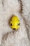 Yellow quail egg on fur surface . top view flat lay . Minimal nature background