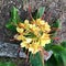 Yellow queen spider lillies blooming in Spain