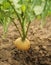 Yellow radish growing on the bed