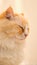 Yellow ragdoll cat close eyes closeup