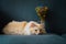 Yellow ragdoll cat lay on sofa, with beautiful flowers, blue background