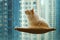 Yellow ragdoll cat sitting on the balcony