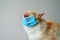 Yellow ragdoll cat wear blue face mask pro